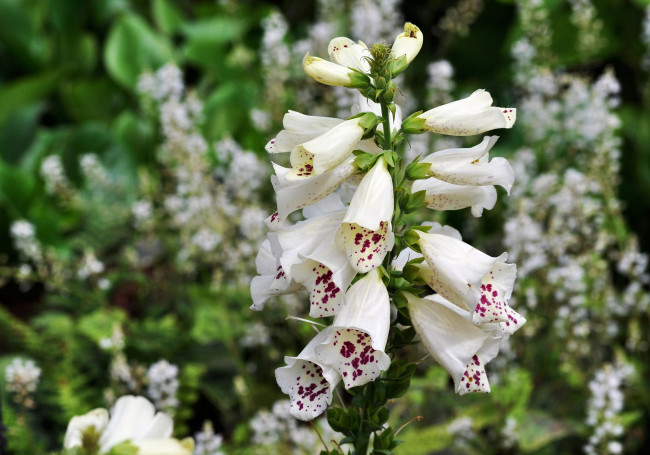 Обои картинки фото цветы, дигиталис, наперстянка, белый