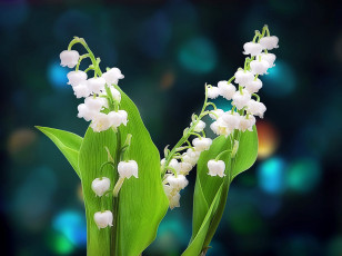 Картинка цветы ландыши майский