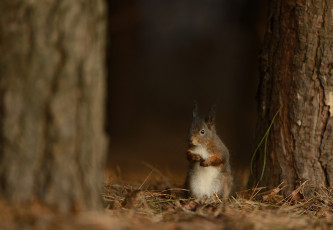 Картинка животные белки милашка хвостик лапки ушка белка