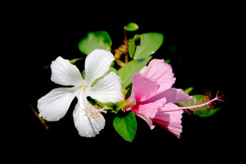 Картинка цветы гибискусы листья лепестки гибискус фон