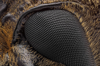 Картинка разное текстуры макро глаз насекомое