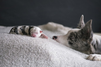 Картинка животные собаки дом щенок собака