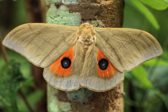 Картинка животные бабочки +мотыльки +моли насекомое макро мотылёк