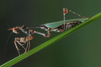 Картинка животные богомолы травинка насекомое богомол макро