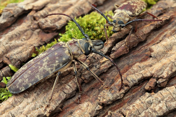 Картинка животные насекомые фон усики насекомое жуки кора макро