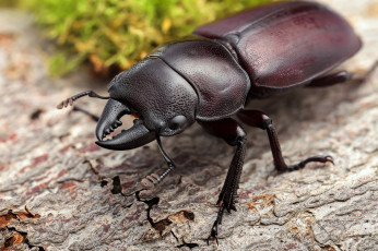 Картинка животные насекомые фон усики жук макро