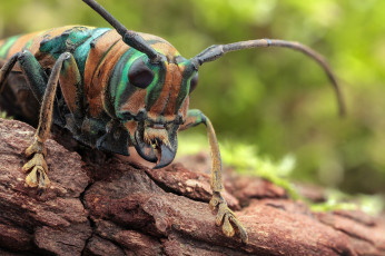 Картинка животные насекомые фон усики жук макро