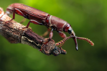Картинка животные насекомые фон усики жук макро