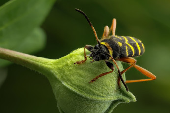 Картинка животные насекомые зелёный фон макро бутон травинка насекомое утро
