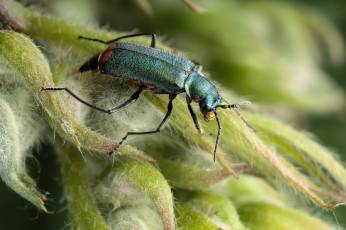 Картинка животные насекомые жук бутоны насекомое утро фон макро
