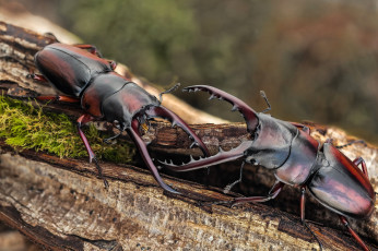 Картинка животные насекомые жуки кора макро рога ветка