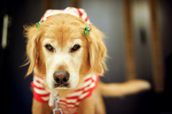 Картинка животные собаки портрет взгляд собака