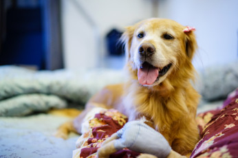 Картинка животные собаки язык взгляд собака