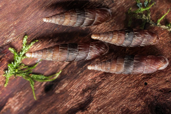 Картинка животные улитки домики кора макро