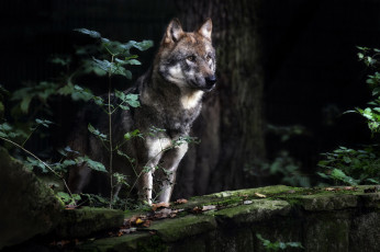 Картинка животные волки +койоты +шакалы природа лес волк