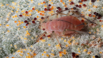 Картинка животные насекомые жук макро шарики усики