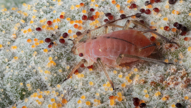 Обои картинки фото животные, насекомые, жук, макро, шарики, усики