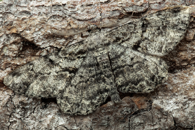 Обои картинки фото животные, бабочки,  мотыльки,  моли, бабочка, насекомое, утро, фон, макро