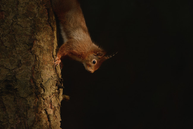 Обои картинки фото животные, белки, хвостик, милашка, белка, ушка, лапки