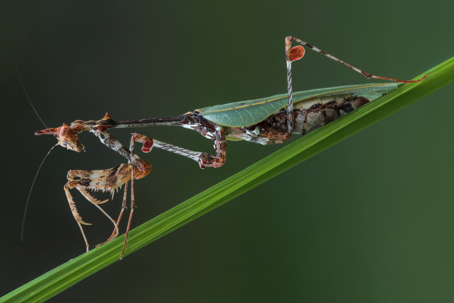 Обои картинки фото животные, богомолы, травинка, насекомое, богомол, макро