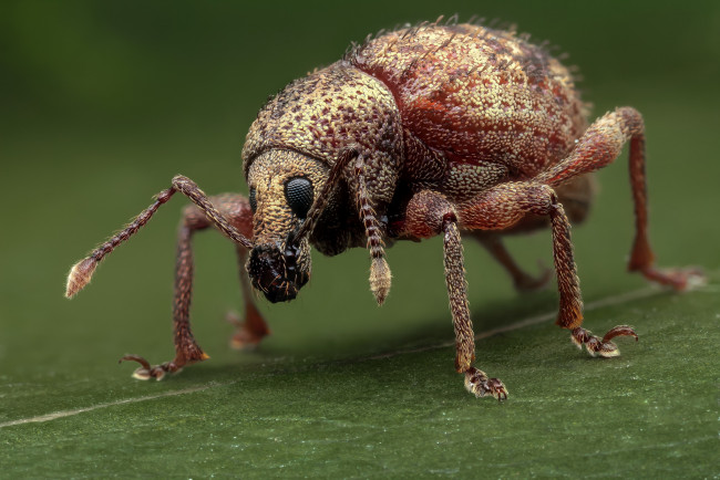 Обои картинки фото животные, насекомые, макро, фон, жук, усики