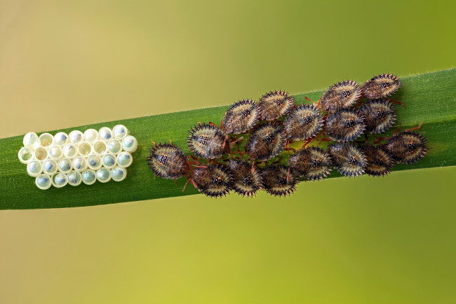 Обои картинки фото животные, насекомые, макро, яйца, травинка