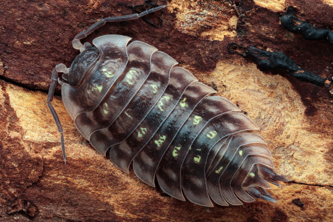 Обои картинки фото животные, насекомые, мокрица, фон, усики, жук, макро