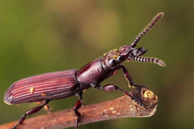 Обои картинки фото животные, насекомые, жук, макро, фон, усики