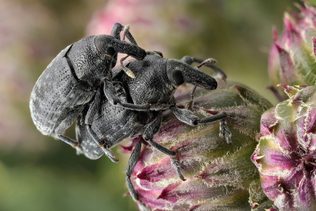 Обои картинки фото животные, насекомые, жуки, макро, утро, фон