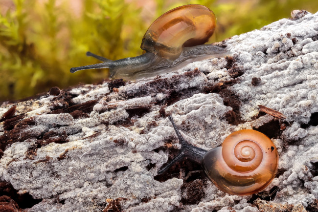 Обои картинки фото животные, улитки, кора, макро