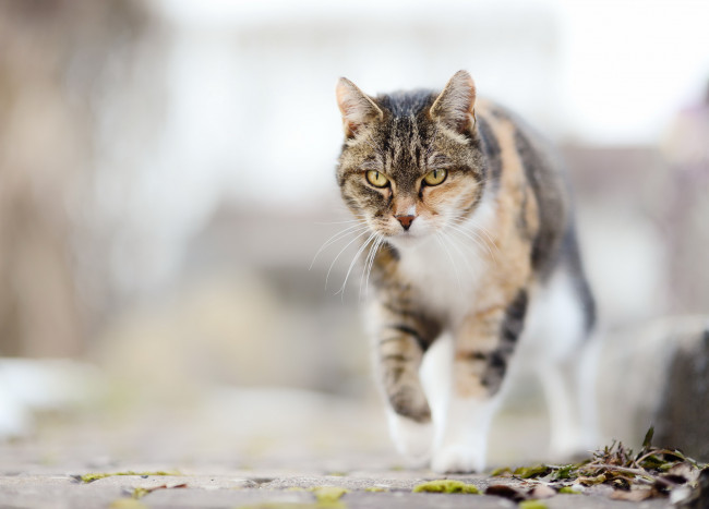 Обои картинки фото животные, коты, фон, взгляд, кошка