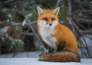 Картинка животные лисы лисичка