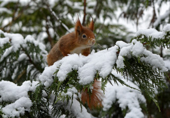Картинка животные белки белка