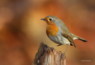 Картинка животные птицы птичка