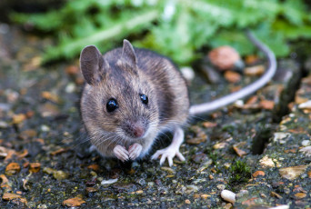 Картинка животные крысы +мыши мышка