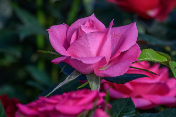 Картинка цветы розы макро лепестки бутон роза