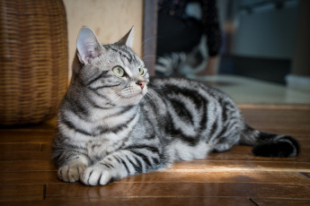 Картинка животные коты киса