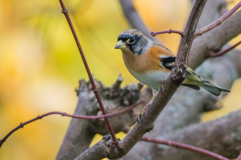Картинка животные птицы птичка