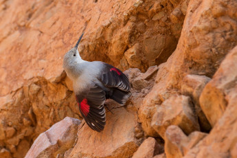 Картинка животные птицы птичка