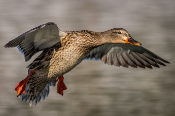 Картинка животные утки утка