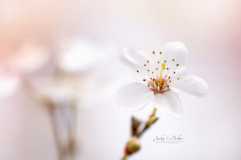 Картинка цветы цветущие+деревья+ +кустарники боке цветок весна