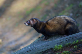 Картинка животные хорьки +куницы +горностаи +ласки +соболи куница