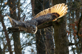 Картинка животные совы полет