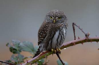 Картинка животные совы сова