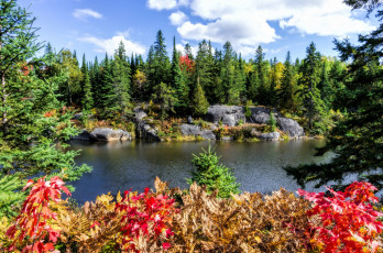 Картинка природа реки озера лес река