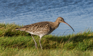 Картинка животные птицы птичка