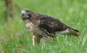 Картинка животные птицы+-+хищники хищник