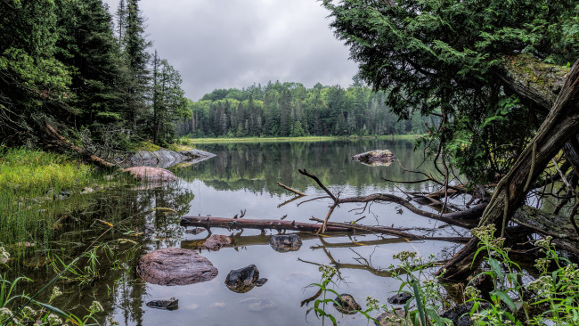 Обои картинки фото природа, реки, озера, лес, река