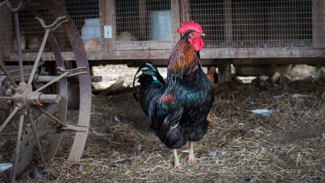 Обои картинки фото животные, куры,  петухи, петя