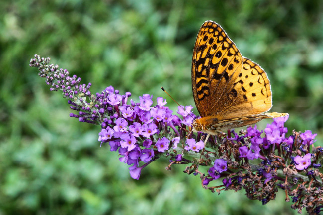 Обои картинки фото животные, бабочки,  мотыльки,  моли, бабочка